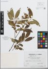 Foto von Salix fragilis L. x Salix pentandra L.